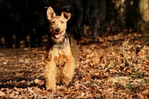 Welsh Terrier - Medium sized low shedding dog breeds