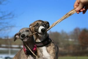whippets are a great option for low shedding dog breeds