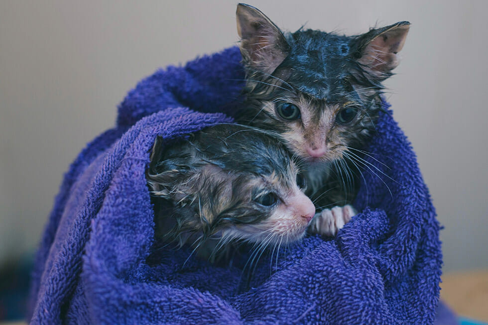 Cat Shampoo