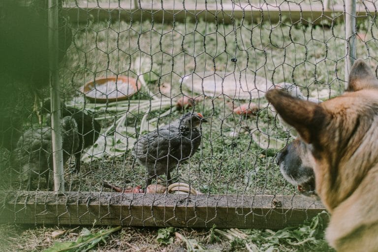 Poultry Allergies in Dogs Symptoms, Causes & Treatment