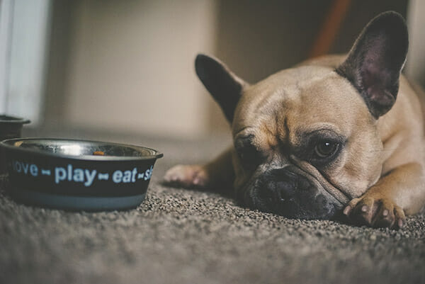 Poultry allergies dogs2 Poultry allergies dogs2