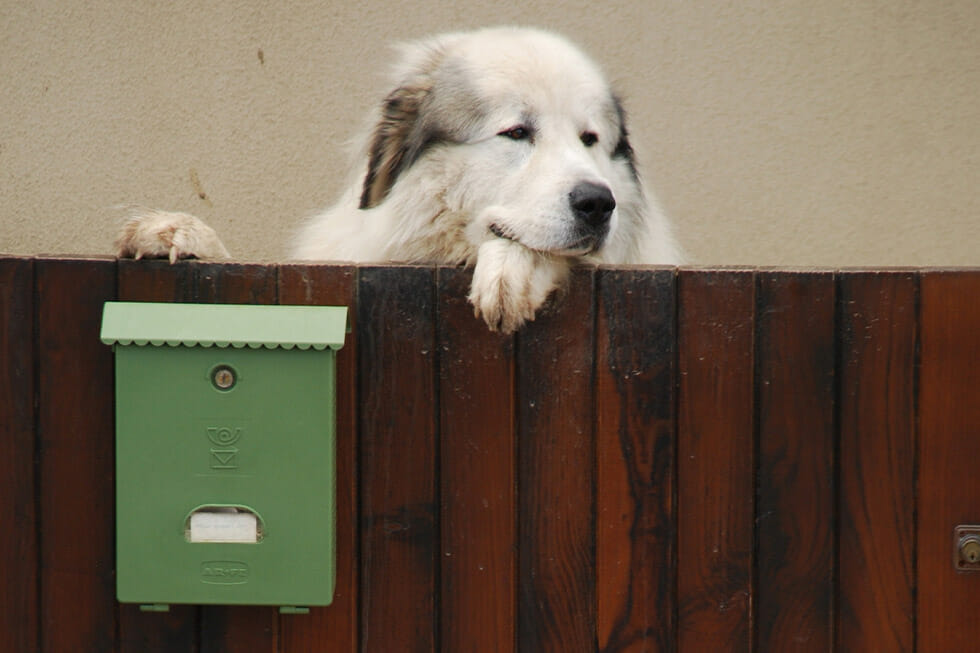 Postie attacks