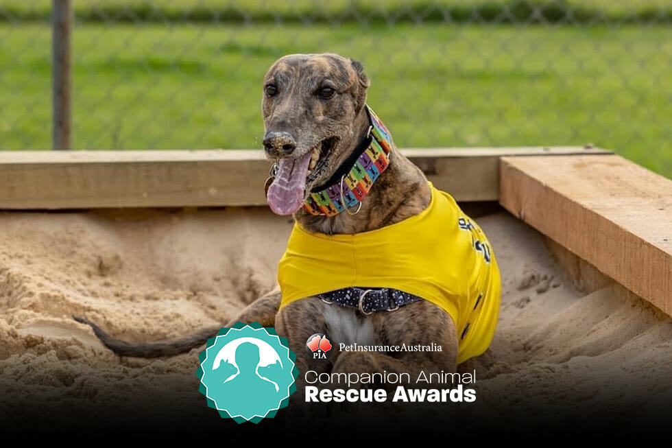 Rescue awards story