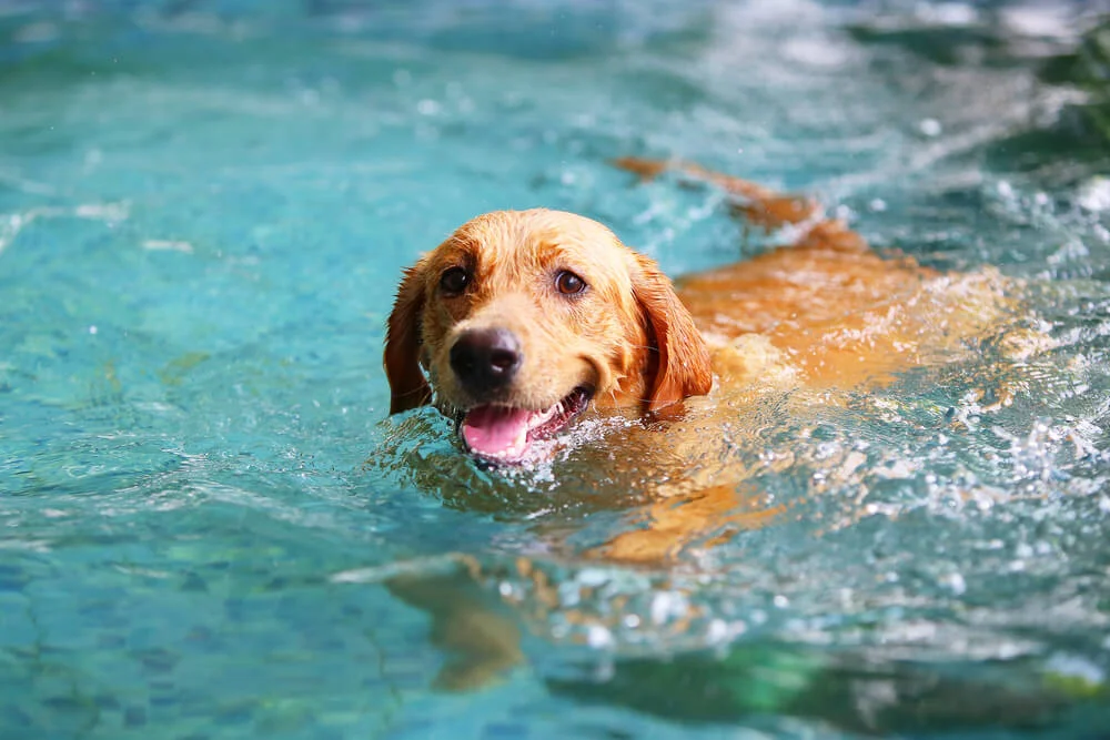 Teaching Your Dog How To Swim