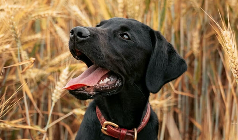 A Labrador Retriever Wheatfield