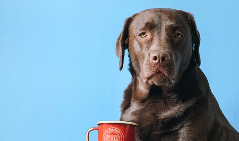 Labrador Enjoying Coffee