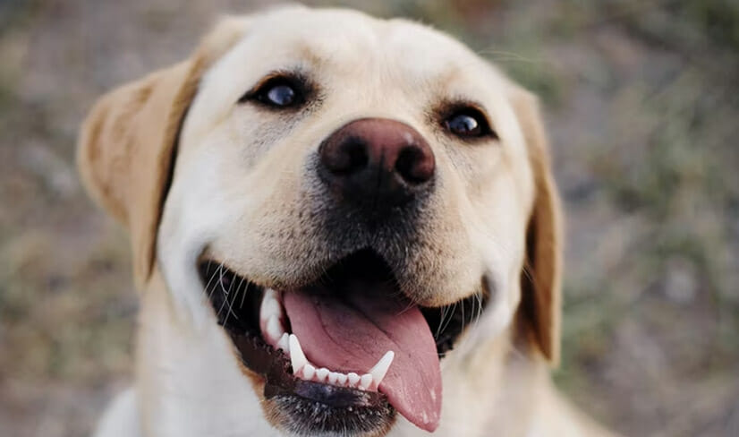Labrador Retriever Smiling