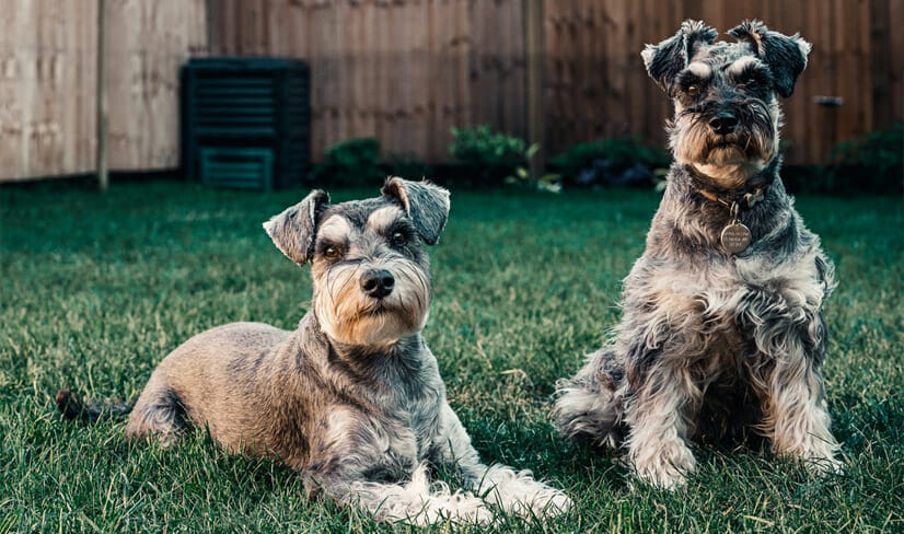 Happy Schnauzer dogs sitting on the grass in backyard