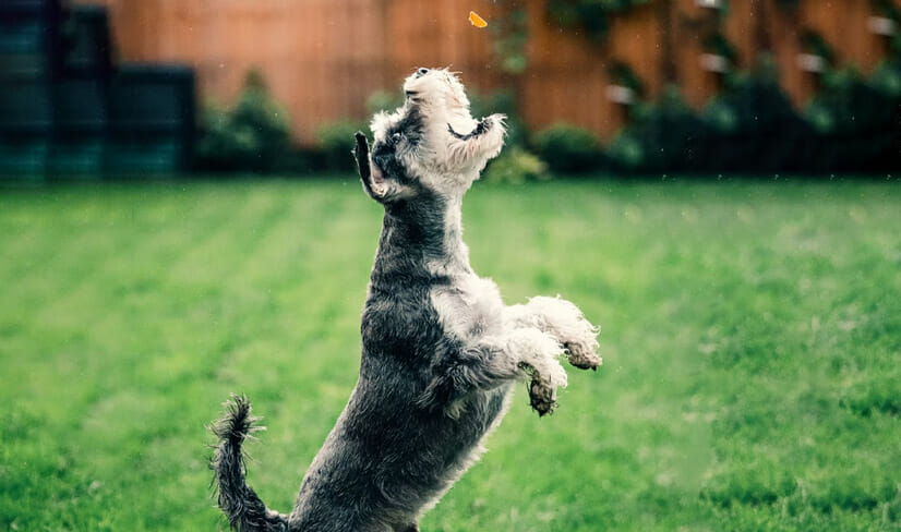 Energetic Schnauzer jumping to catch treat in backyard