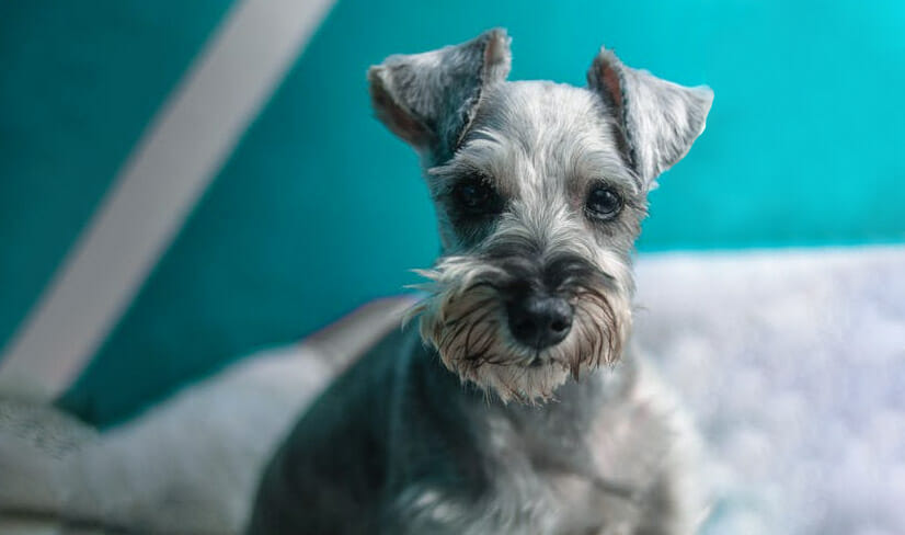 Schnauzer puppy sitting on bed with blue background