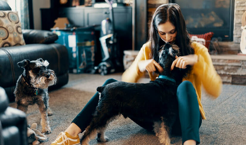 girl with brown hair inside house cuddling withSchnauzer