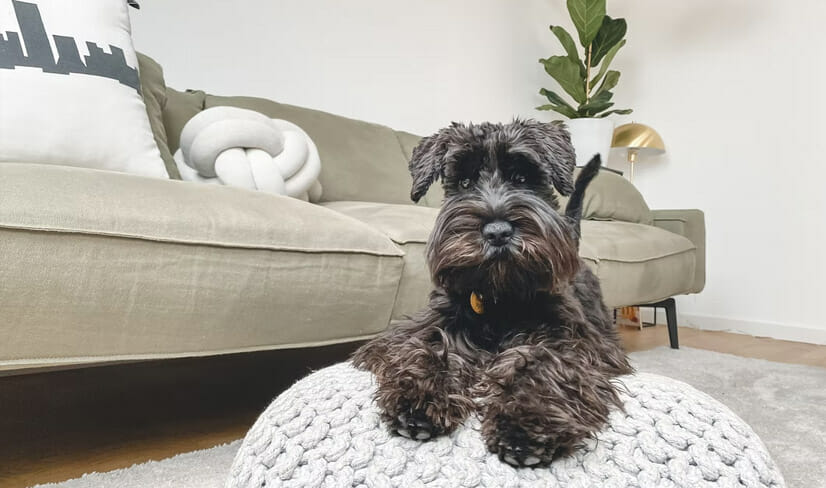 Black Schnauzer sitting elegantly on a footstool in family lounge