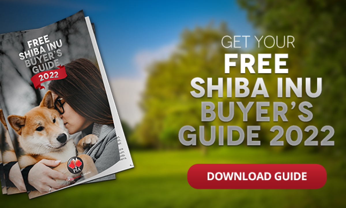 Shiba Inu Dog Breed - PIA