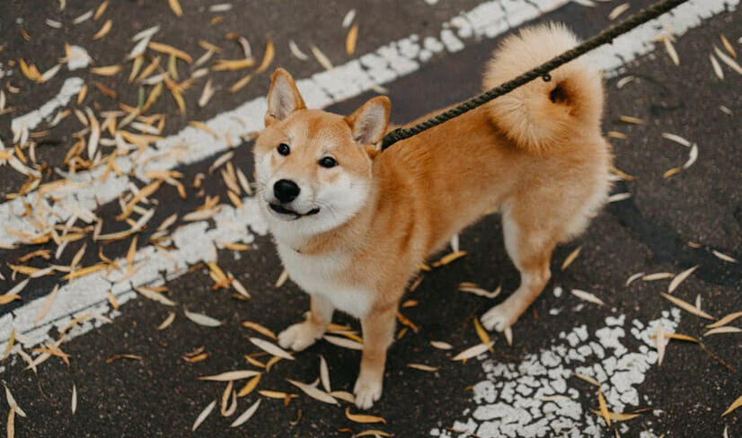 Shiba Inu on leash standing on the road with autumn leaves