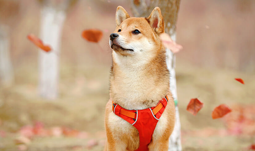 Shiba Inu on leash standing on the road with autumn leaves