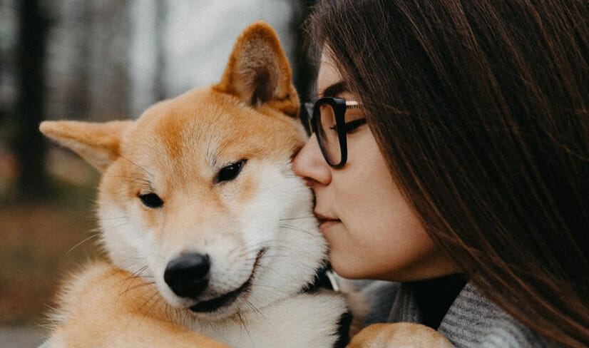 gold and white Shiba Inu being cuddled by owners outdoors