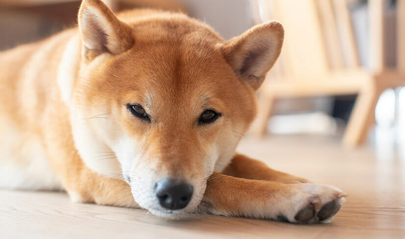 Shiba Inu