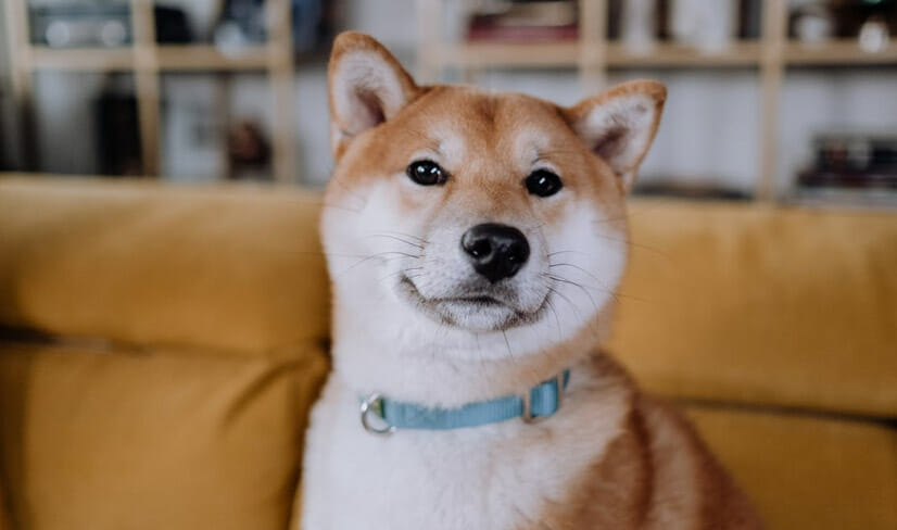White and tan Shiba Inu sitting elegantly on an orange couch