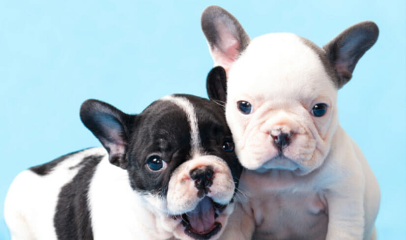 cute-french-bulldog-puppies-sitting-together