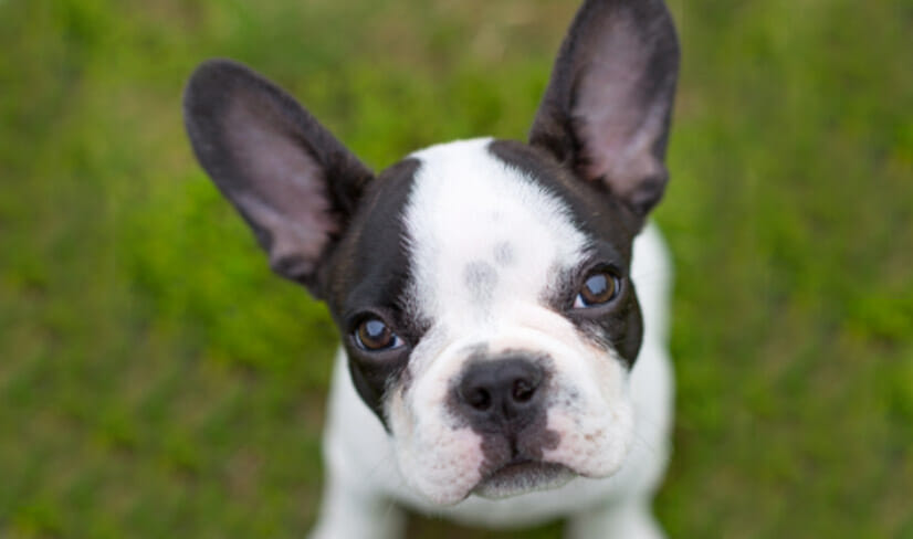 French Bulldog Dog Breed