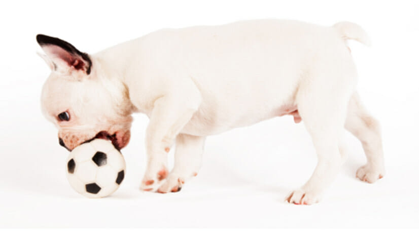 french-bulldog-puppy-playing-with-toy
