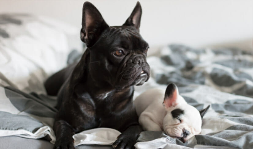 french-bulldog-puppy-with-parent