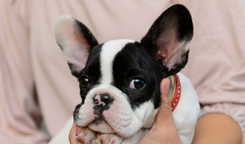 french-bulldog-puppy-with-owner