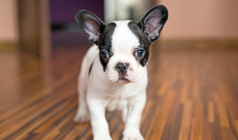 tiny-french-bulldog-puppy