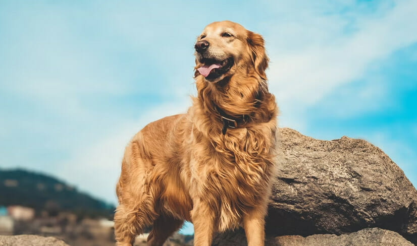 Golden_Retriever_On_Rocks