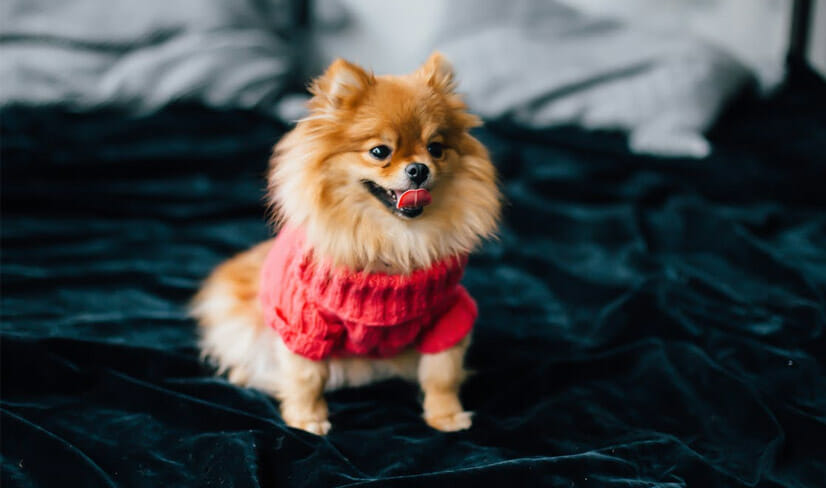 Happy Pomeranian in sweater sitting on a bed