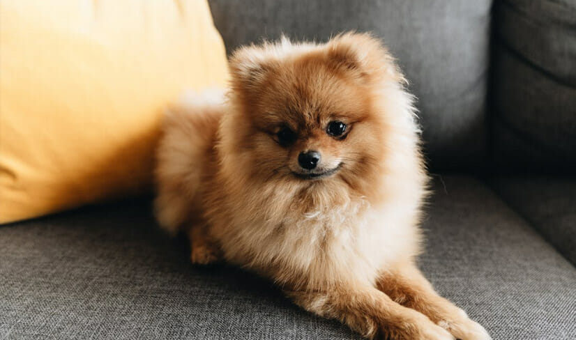 Golden Pomeranian sitting elegantly on a grey couch