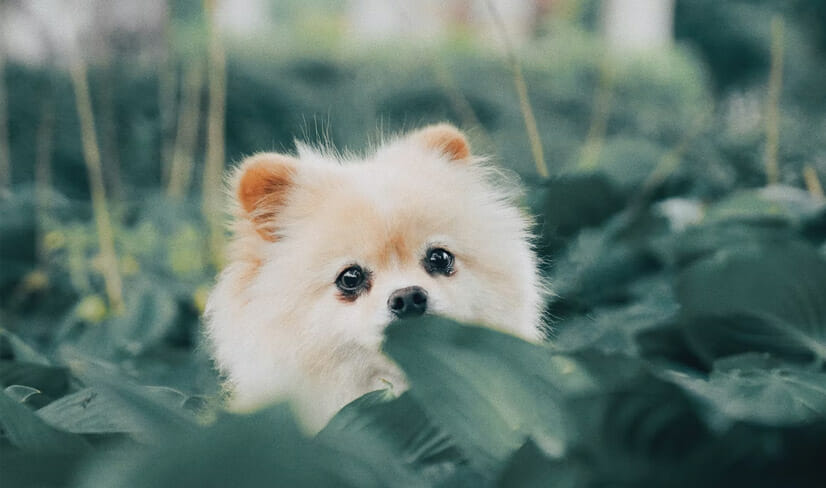 white Pomeranian puppy peeking behind plants