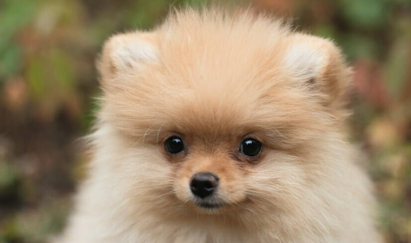 close up of cute Pomeranian puppy sitting outside