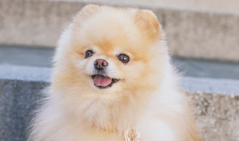 Happy Pomeranian sitting on concrete steps with fancy leash