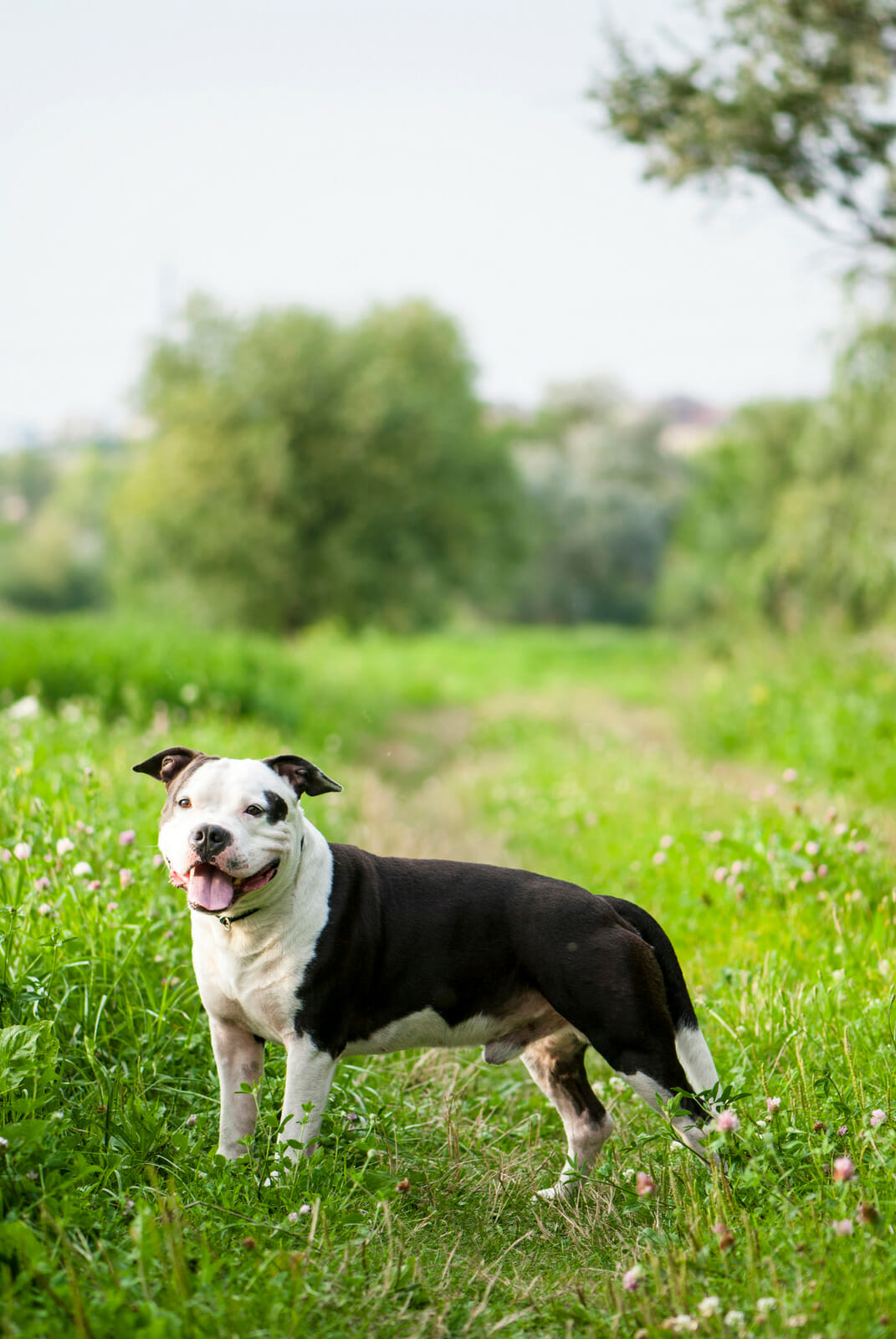American Staffordshire Terrier standing in a field