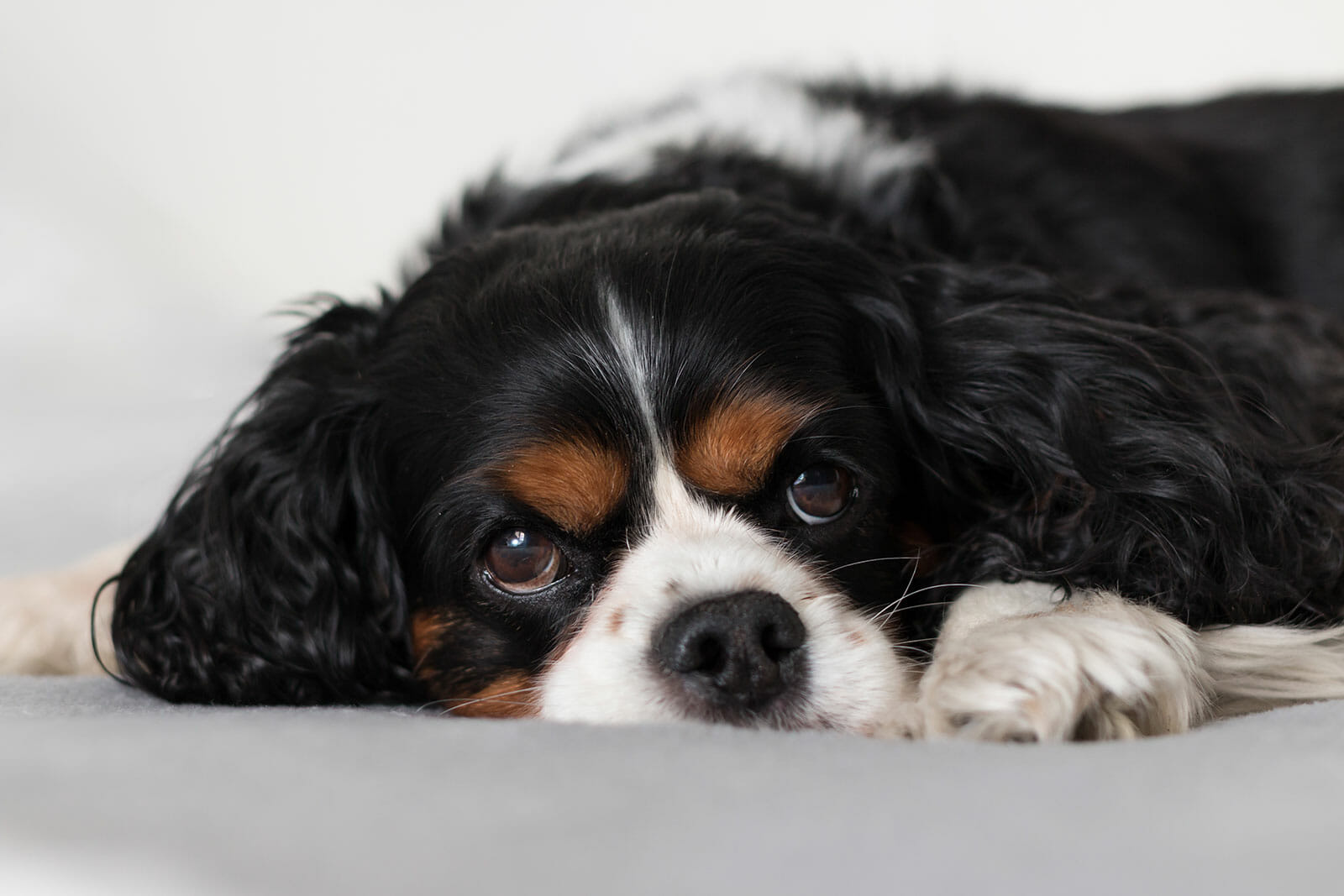Cavalier King Charles Spaniel in tri-colour lying on bed