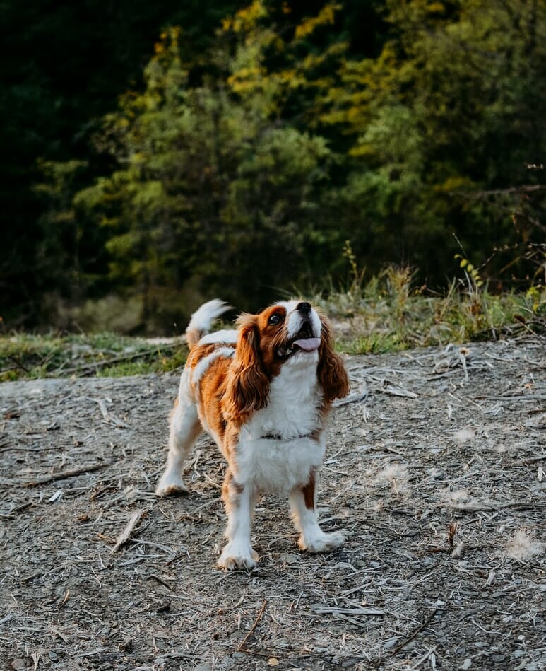 Cavalier King Charles Spaniel Dog Breed