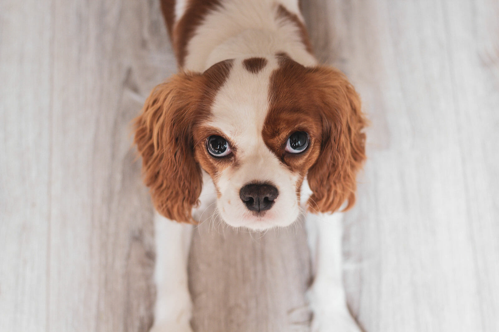 King Charles Spaniel Dog Breed Information