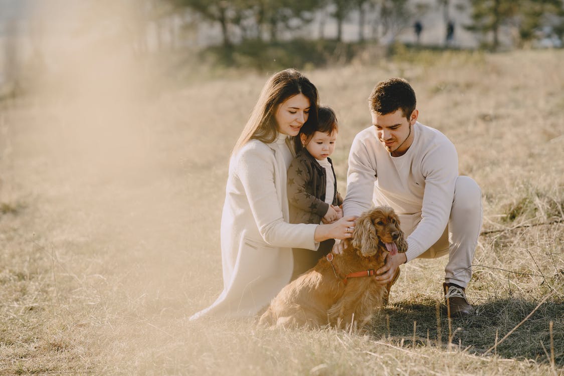 Cocker Spaniel sitting with family outside in a field