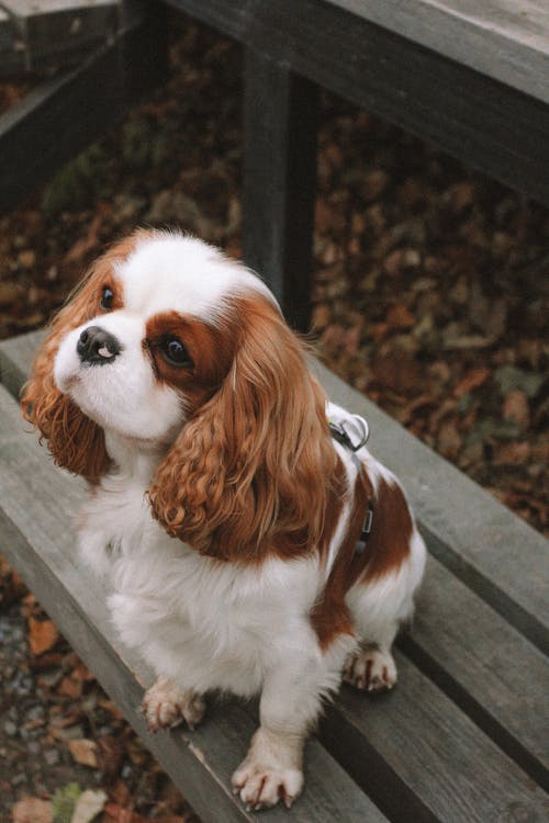 Red and white Cavalier King Charles Spaniel sitting on bench outside