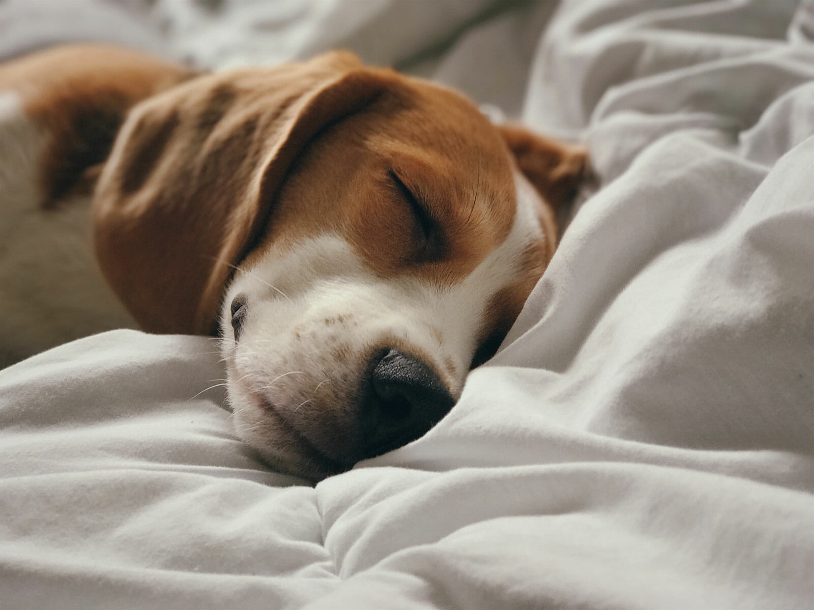 beagle sleeping