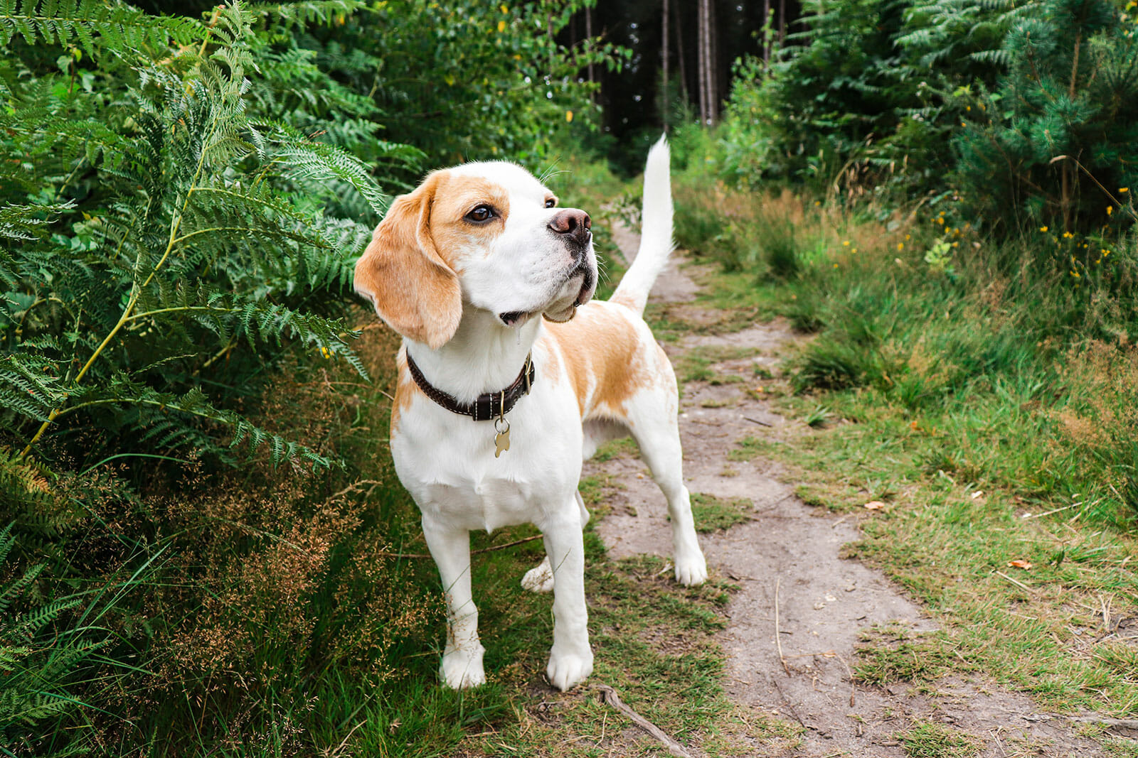 beagle using sense of smell