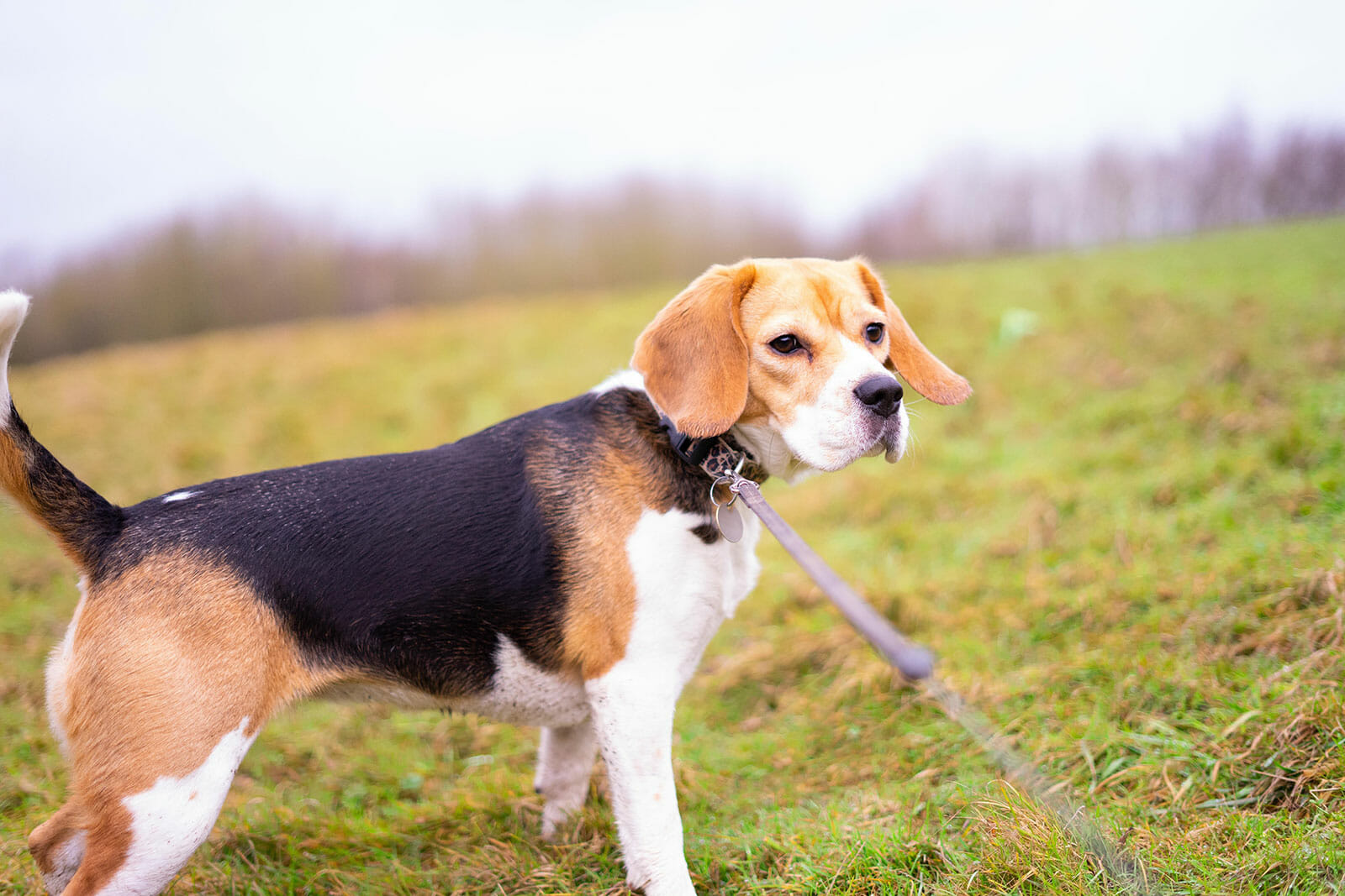 beagle walking on a leash