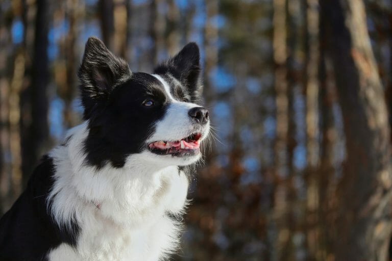 Border Collie Dog Breed Information & Characteristics