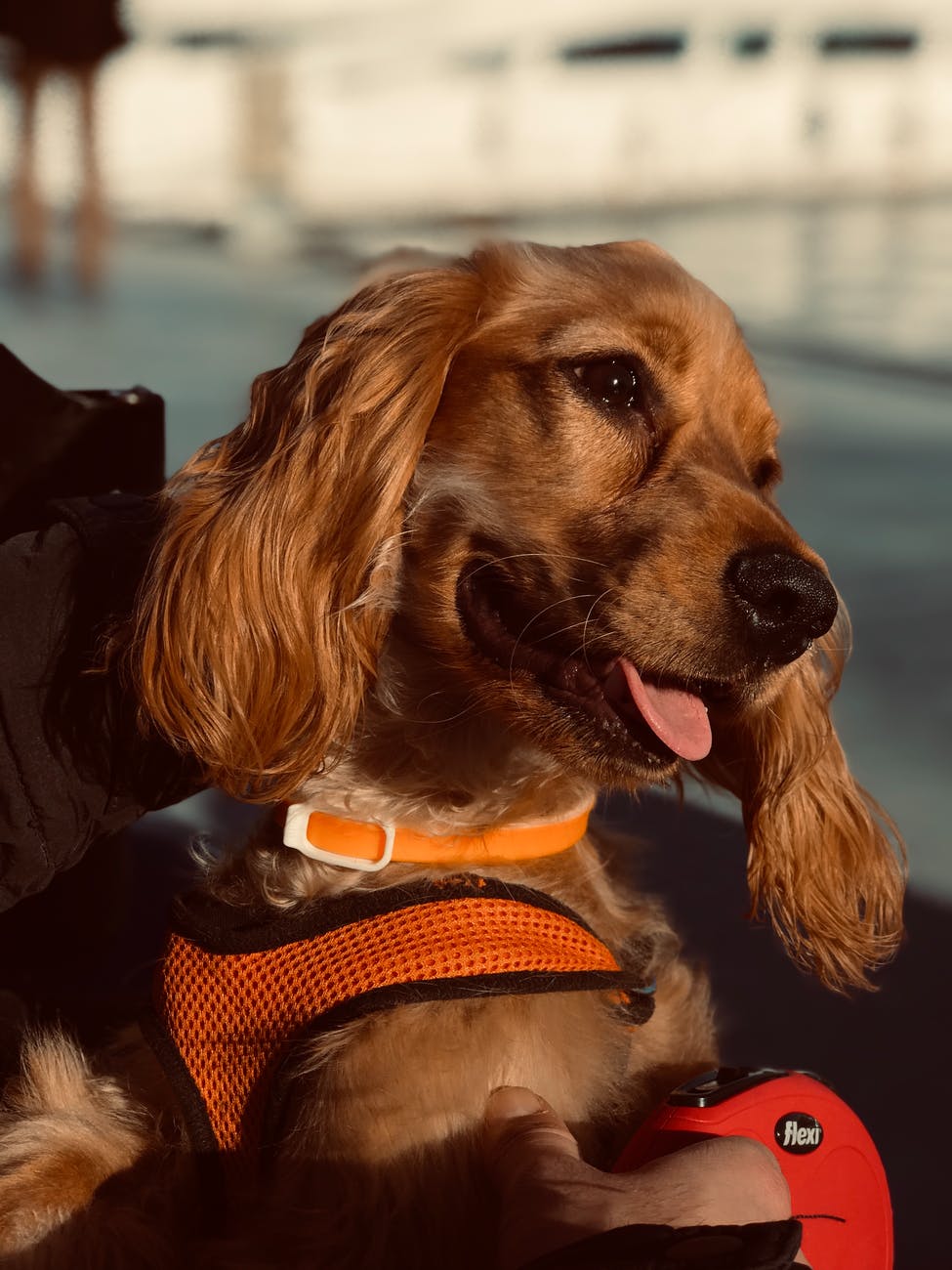 close up of Cocker Spaniel in orange harness being held by owner