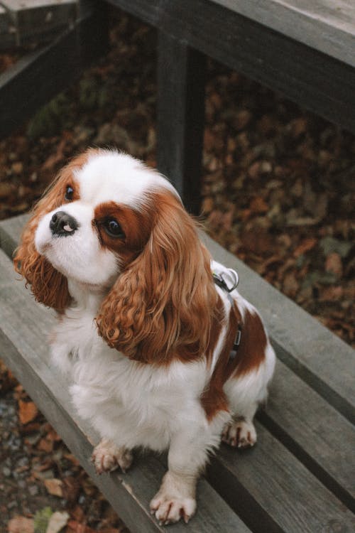 golden Cocker Spaniel holding a stick outside on the grass