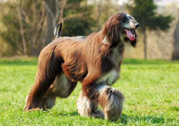 Afghan hound