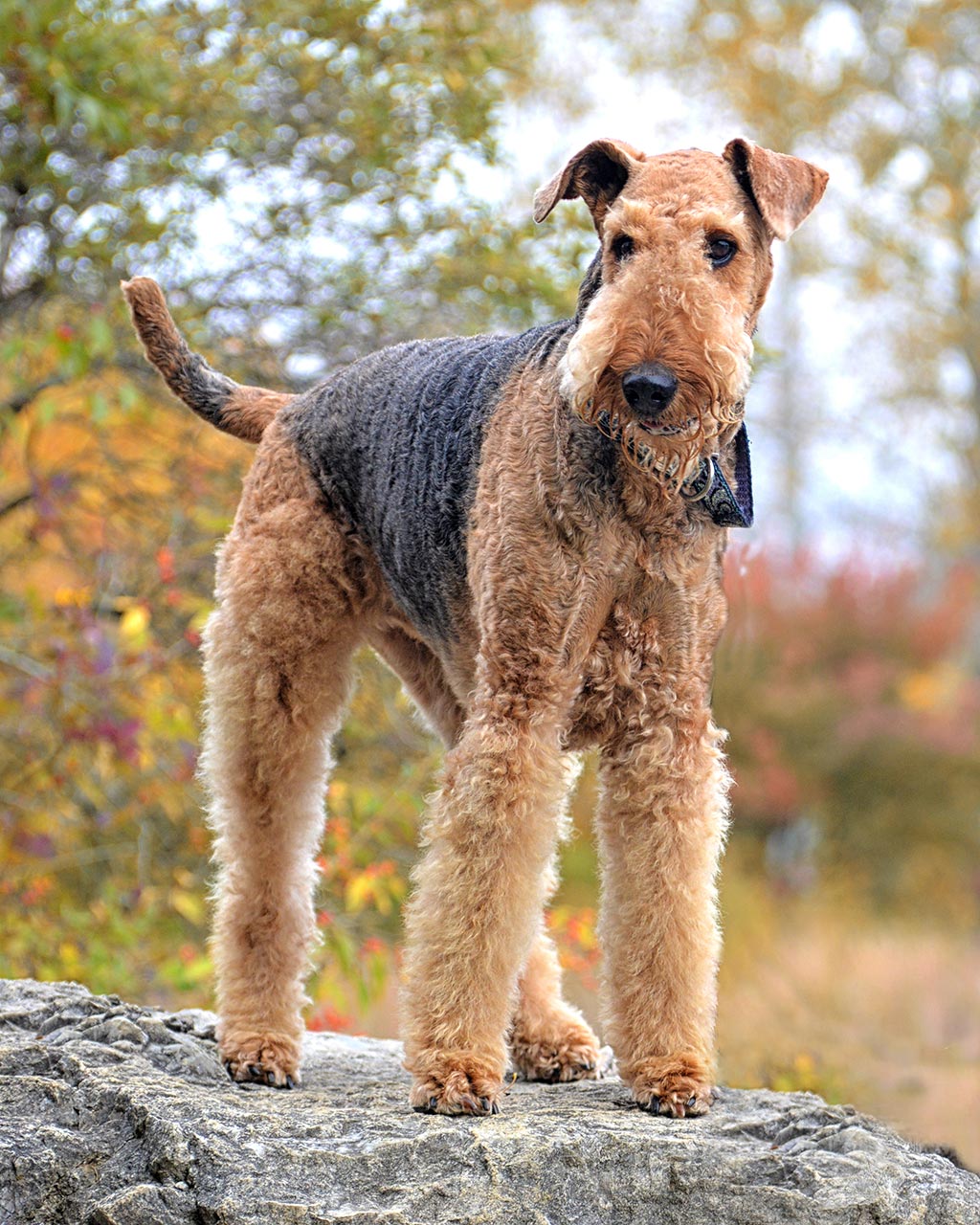 Airdale Terrier low shdding dog