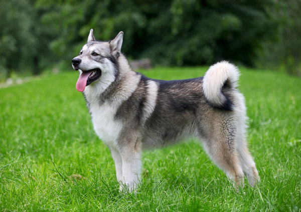 Alaskan Malamute