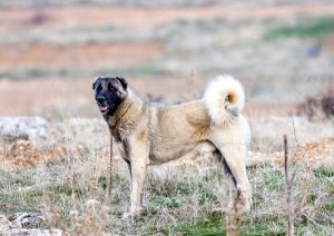 Anatolian shepherd working dog
